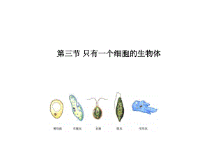 人教版七上《只有一个细胞的生物体》ppt课件1资料