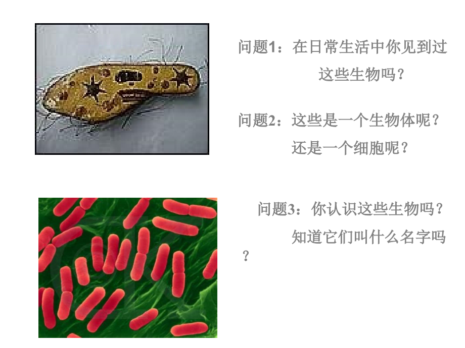 人教版七上《只有一个细胞的生物体》ppt课件1资料_第3页