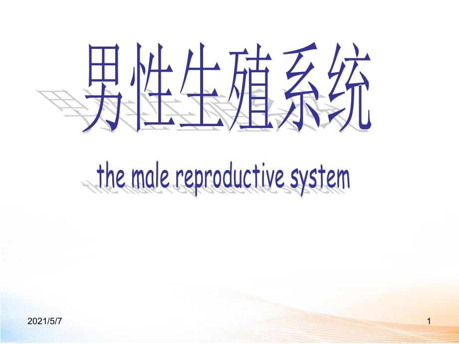 男性生殖系统课程课件_第1页
