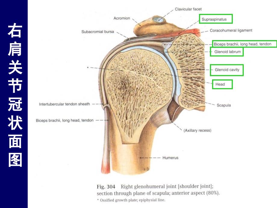 医学课件人体断层解剖学上肢的断层解剖_第3页