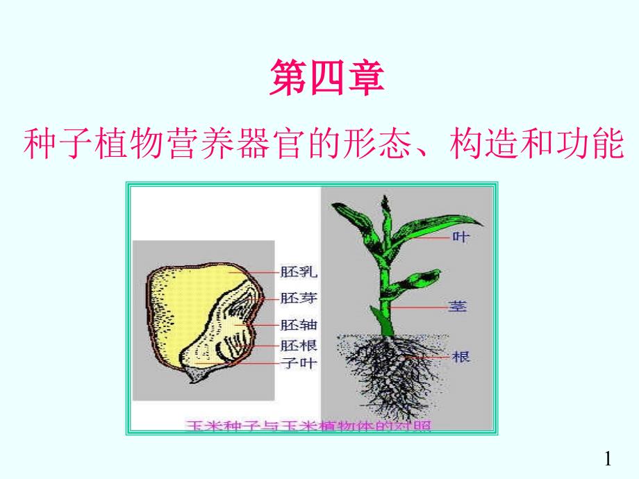 三双子叶植物根的次生生长和次生结构PPT课件_第1页