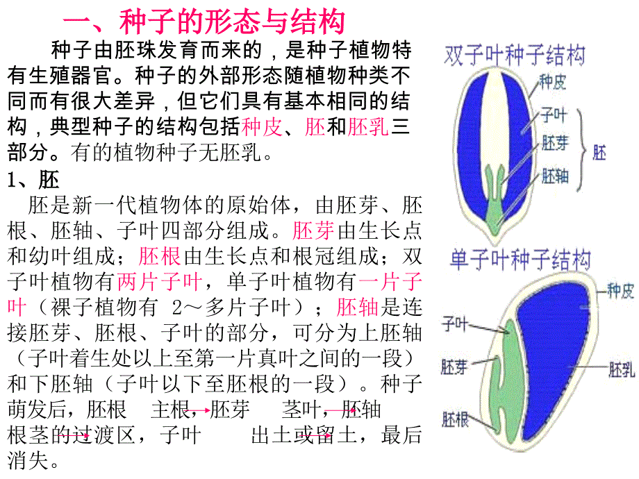 三双子叶植物根的次生生长和次生结构PPT课件_第4页