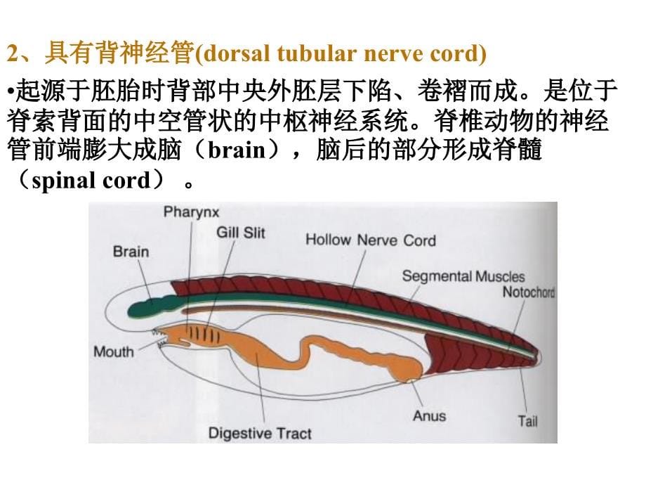 第章脊索动物门PPT课件_第5页