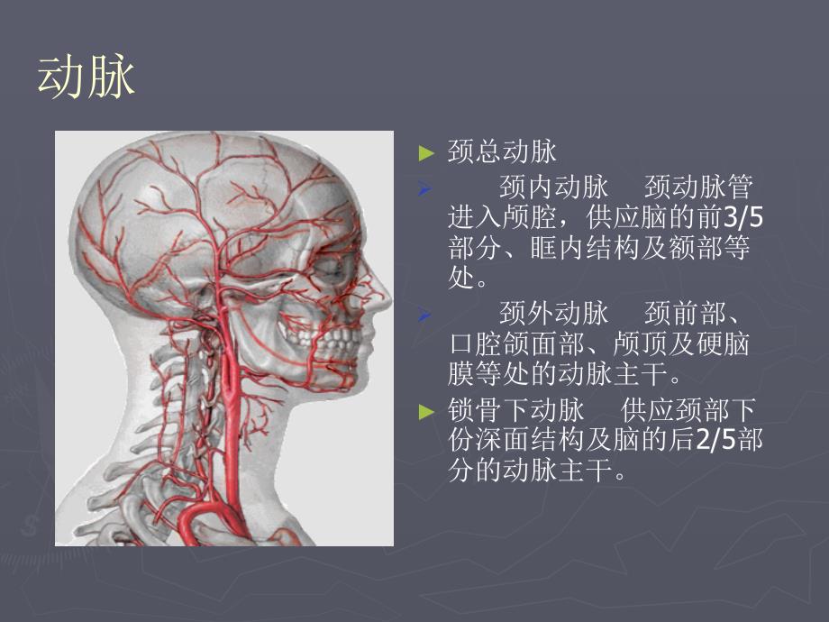 口腔解剖生理学血管、淋巴PPT课件_第2页