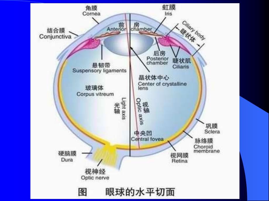 玻璃体病(临床)PPT课件_第3页