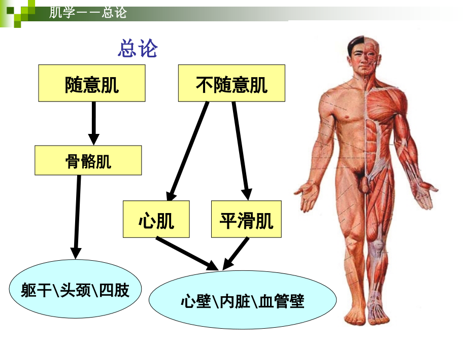 系统解剖学第六章肌学PPT课件_第2页