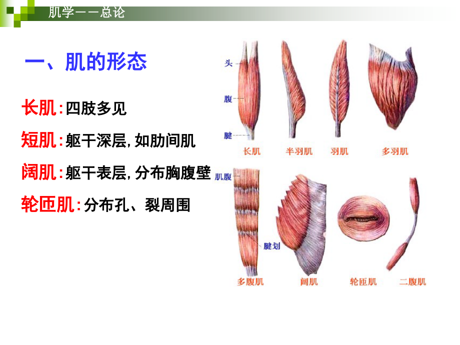 系统解剖学第六章肌学PPT课件_第4页