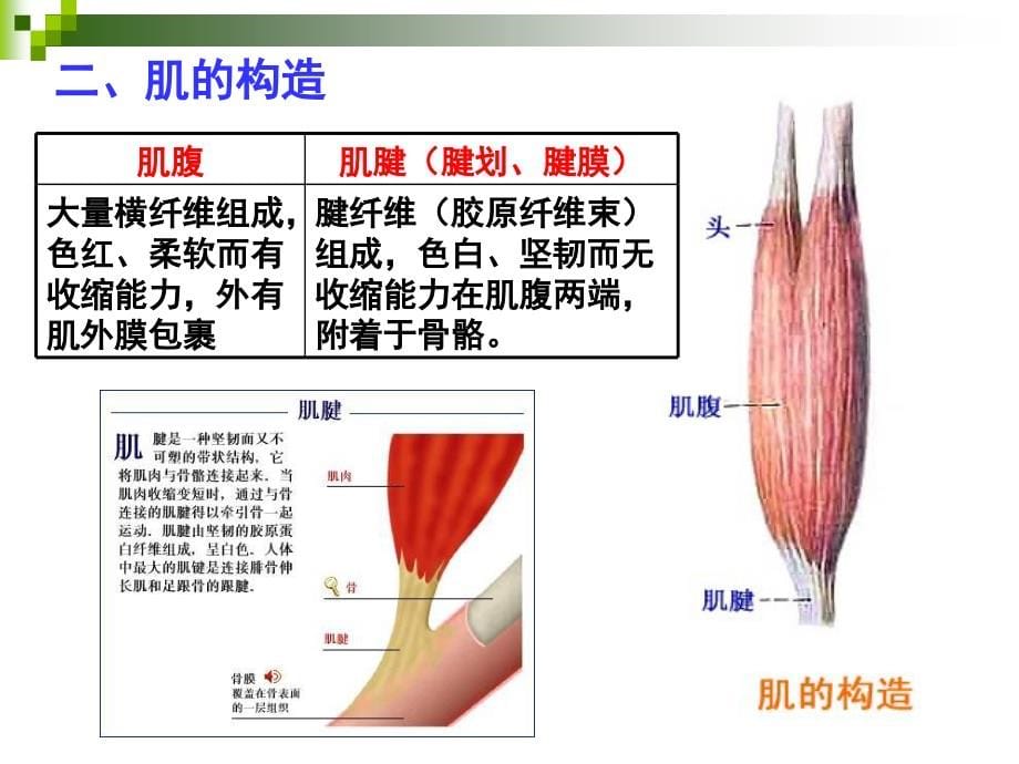 系统解剖学第六章肌学PPT课件_第5页