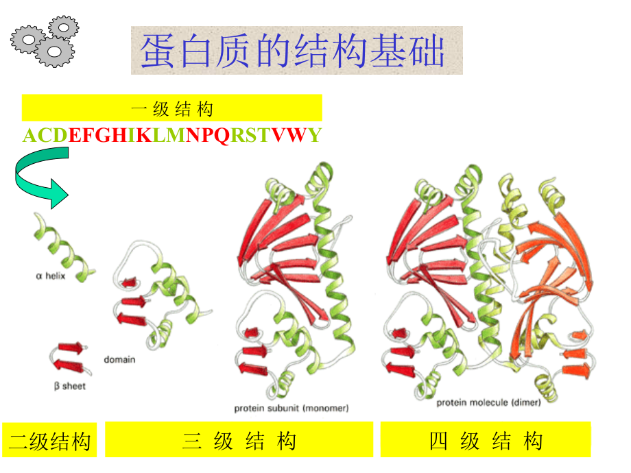 蛋白质的结构与功能的关系PPT课件_第4页