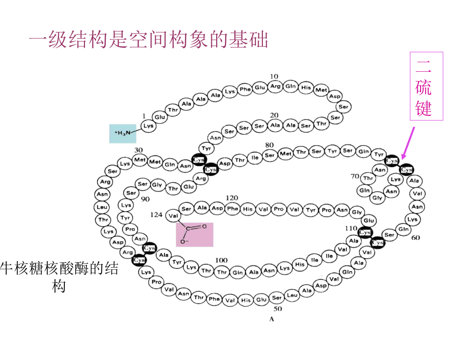 蛋白质的结构与功能的关系PPT课件_第5页