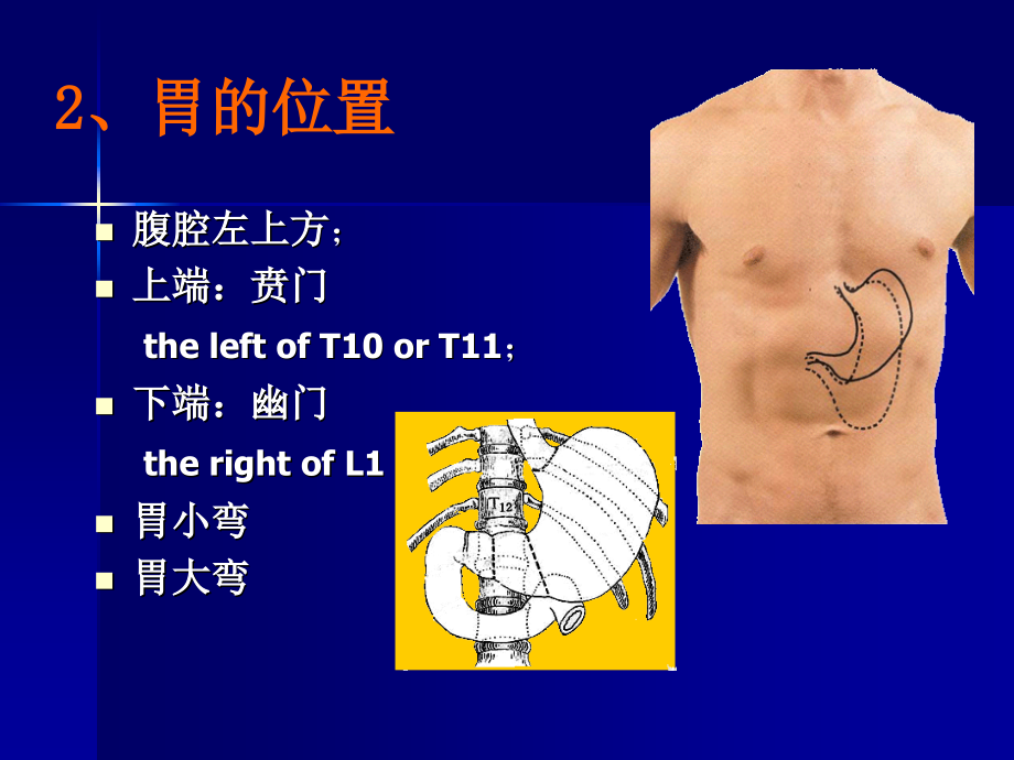 同济外科学通用课件PPT之胃十二指肠疾病_第4页