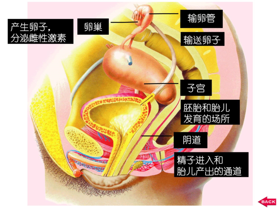 七下生物 (2)教程文件_第4页