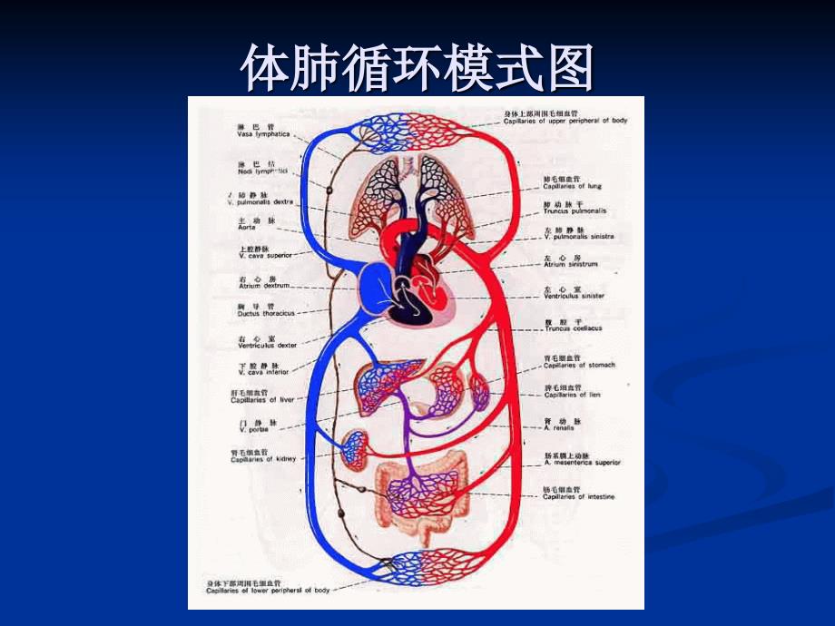 体外循环和先天性心脏病七年制上课讲义_第2页