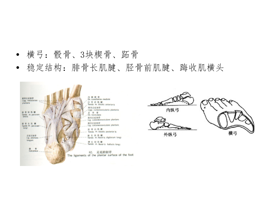 平足症的诊断和治疗-ppt课件_第5页