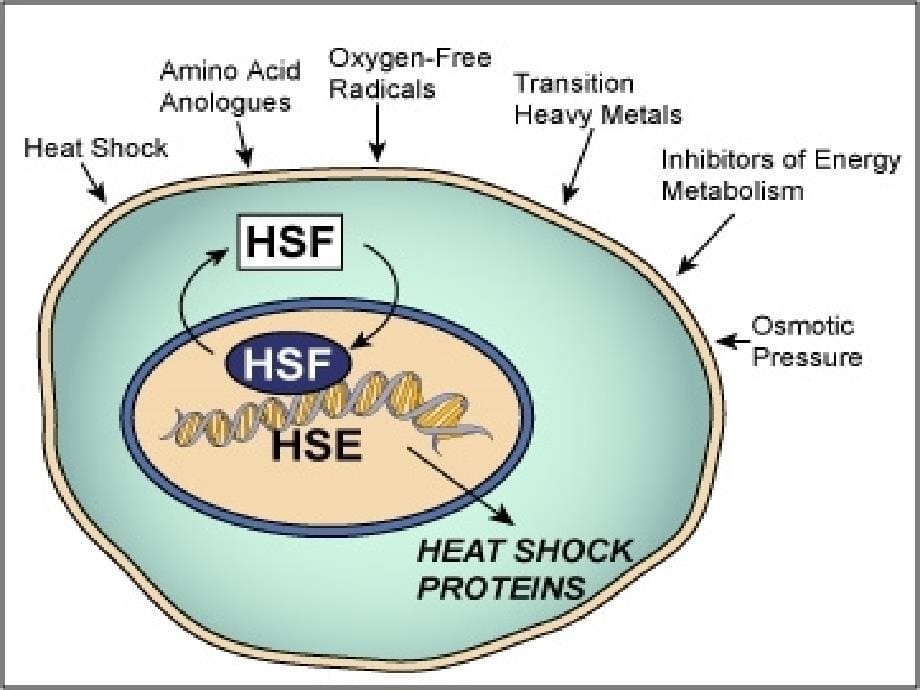 医学课件】 小热休克蛋白家族研究进展_第5页