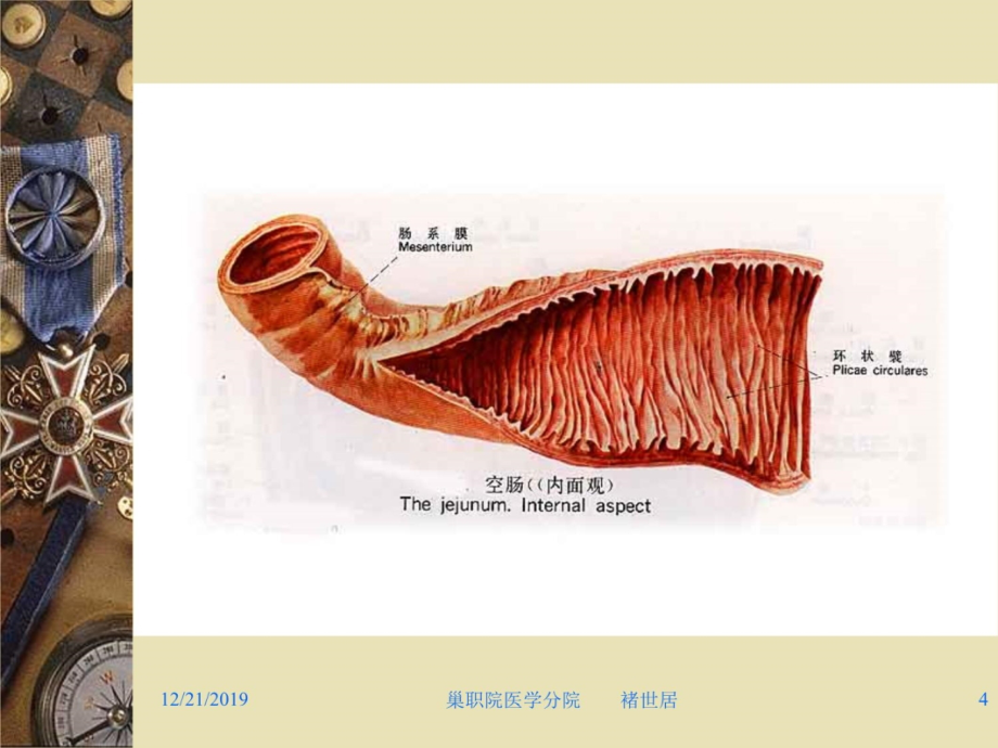 消化系统 5讲解学习_第4页