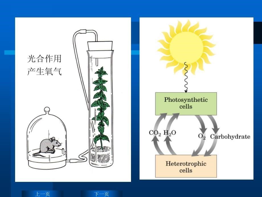 生物化学课件chap08教学讲义_第5页