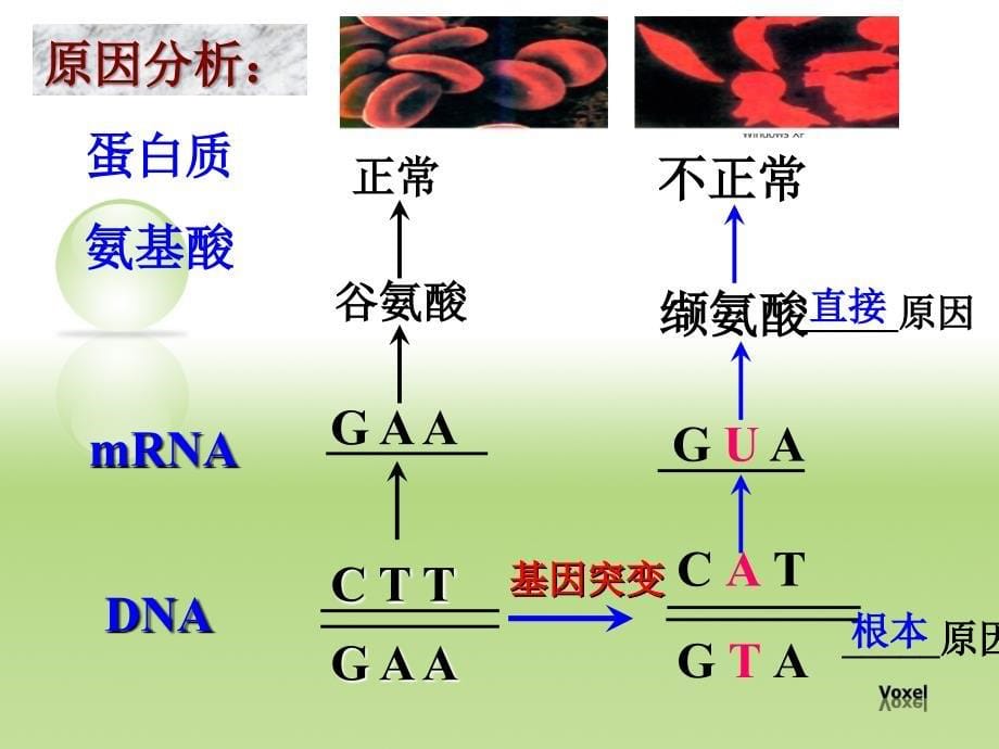 张海龙基因突变和基因重组讲义资料_第5页