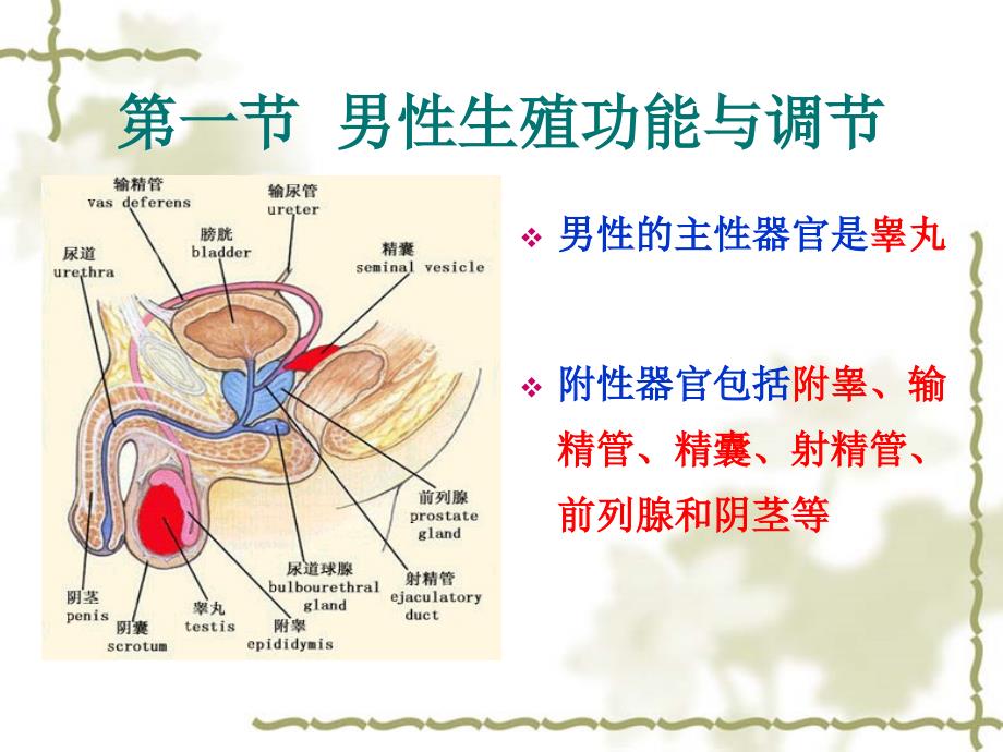 第十二章生殖-临床本科09级1教程文件_第2页