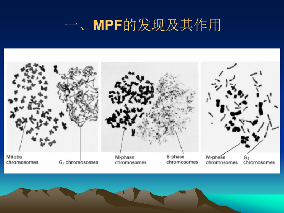 第十四章细胞增殖与癌细胞2讲义资料_第5页