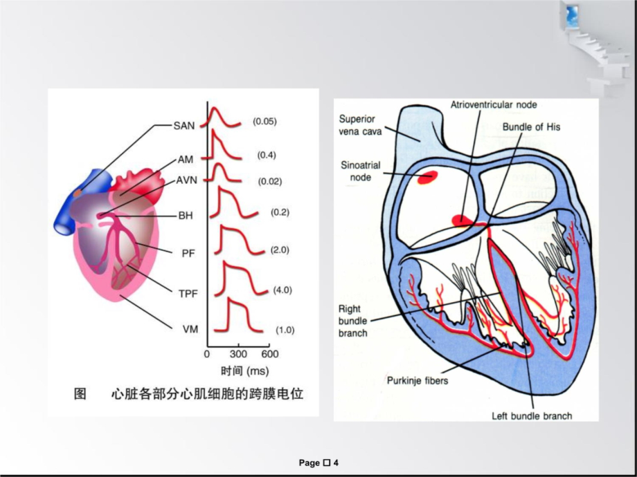 第四章血液循环(心脏电活动)4培训讲学_第4页
