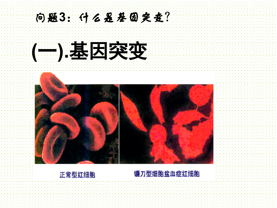 基因突变和基因重组doc_第4页