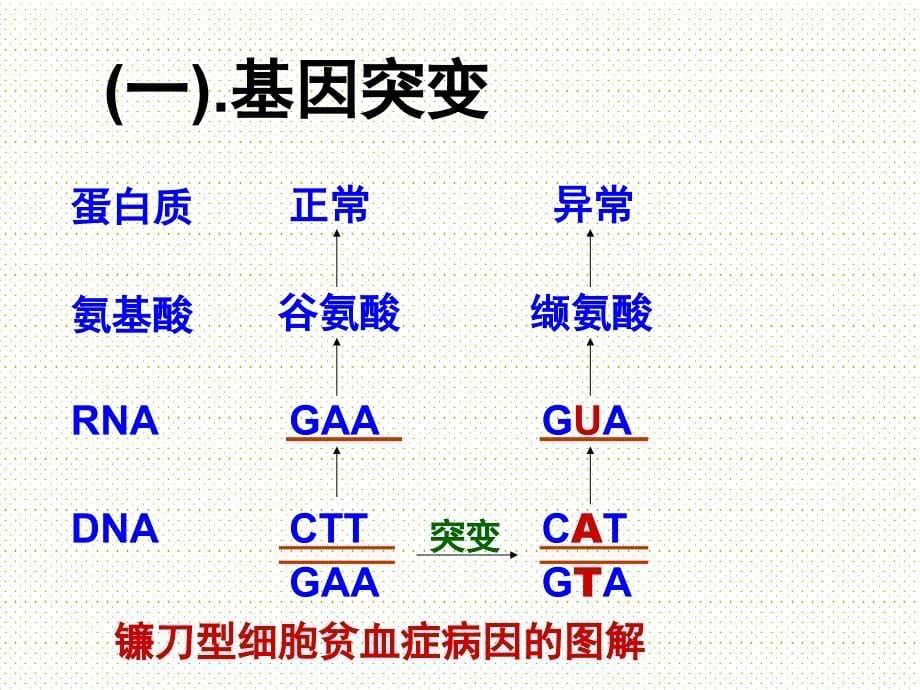 基因突变和基因重组doc_第5页