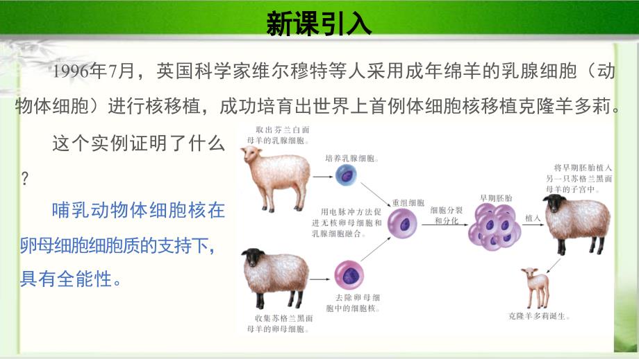 《动物细胞工程及其应用》第1课时示范课教学课件【高中生物苏教版选修3新课标】_第2页