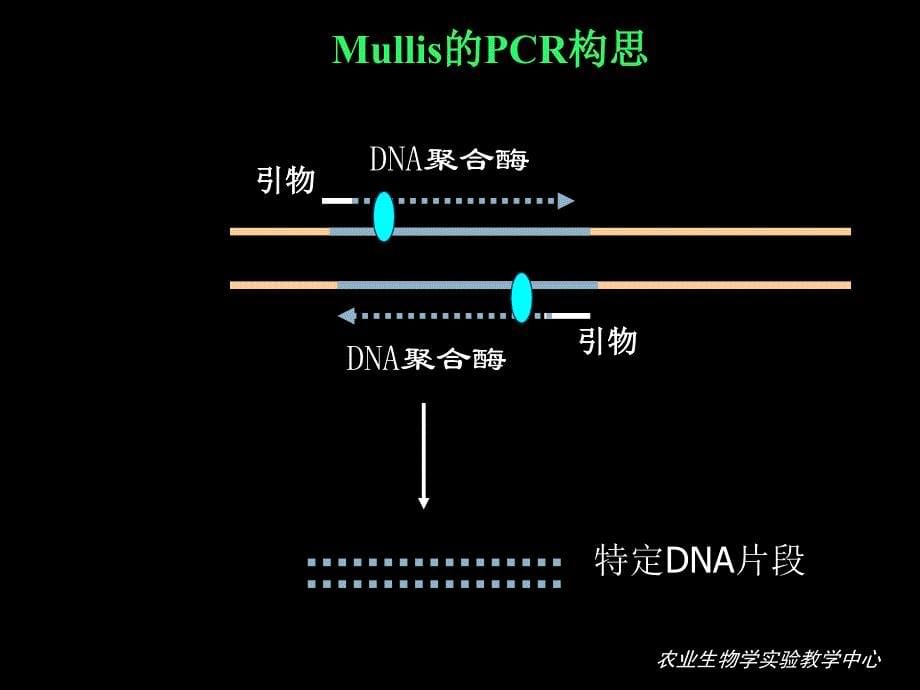 PCR技术81626_第5页