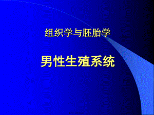 男性生殖系统组织学与胚胎学