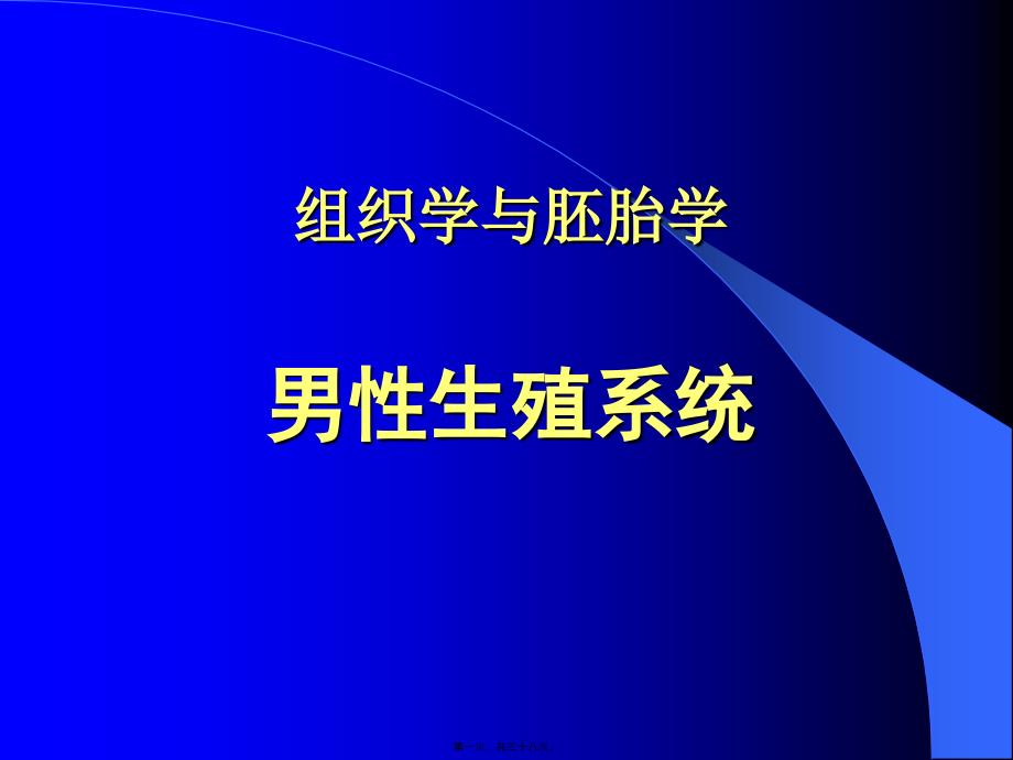 男性生殖系统组织学与胚胎学_第1页