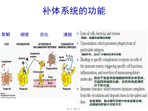 免疫学第7章主要组织相容性复合物(MHC)和抗原递呈