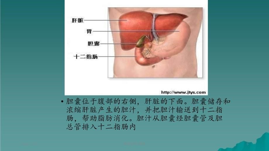 胆结石 (4)_第5页