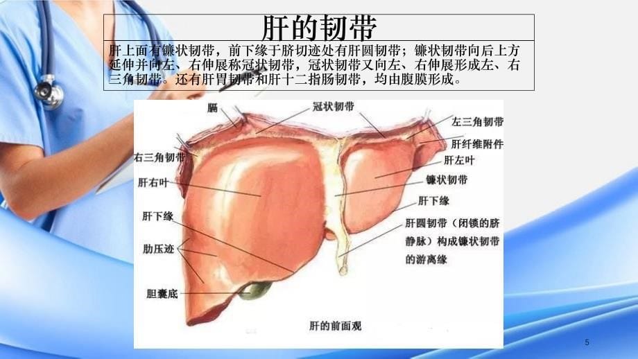 肝脏解剖(精选干货)_第5页