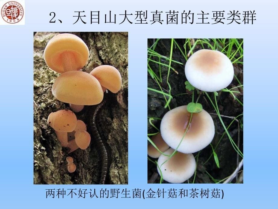 复旦大学生物学野外实习课件05大型真菌_第5页
