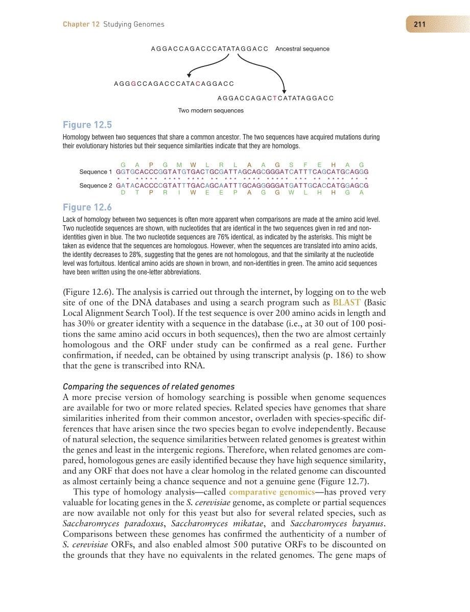 内蒙古大学基因克隆与DNA分析12Studying Genomes_第5页