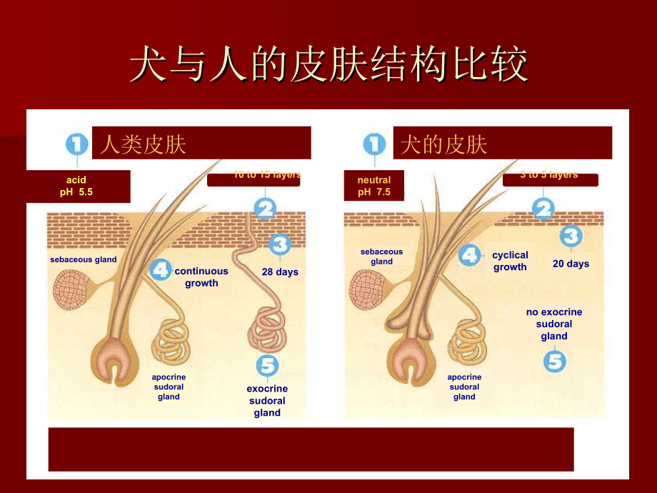 兽医临床病理学-皮肤及外耳_第2页