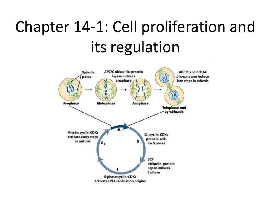内蒙古大学细胞生物学双语课件12细胞的增殖调控与癌细胞_第1页