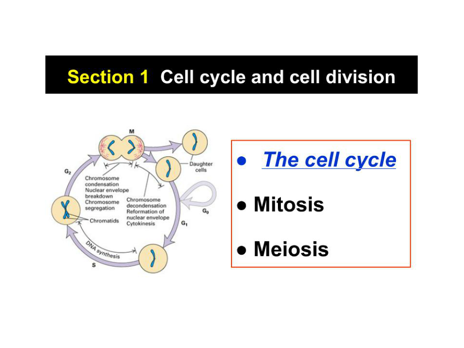 内蒙古大学细胞生物学双语课件12细胞的增殖调控与癌细胞_第4页