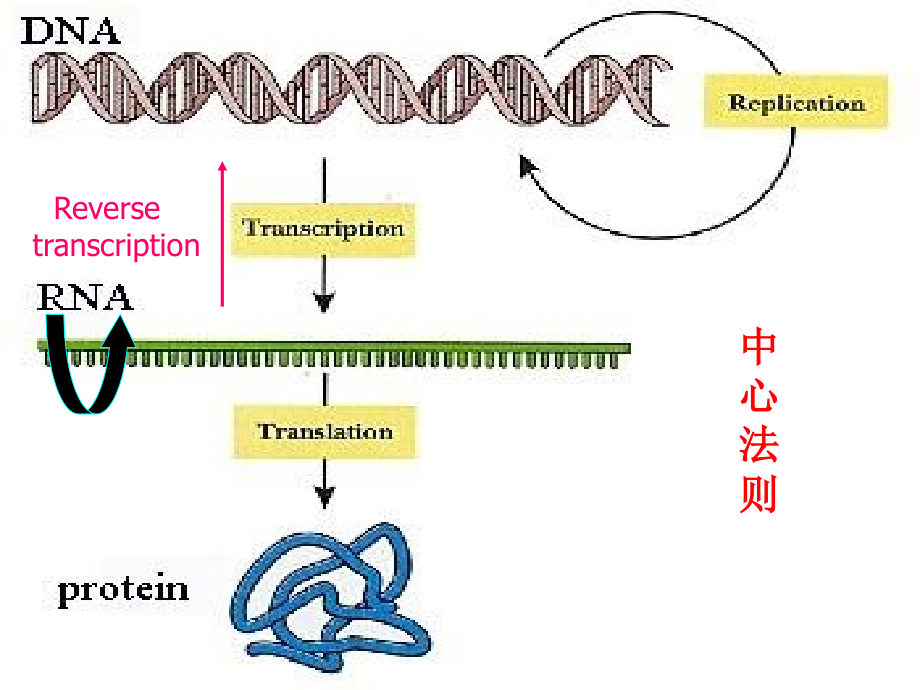 生物化学核酸的合成备课讲稿_第3页