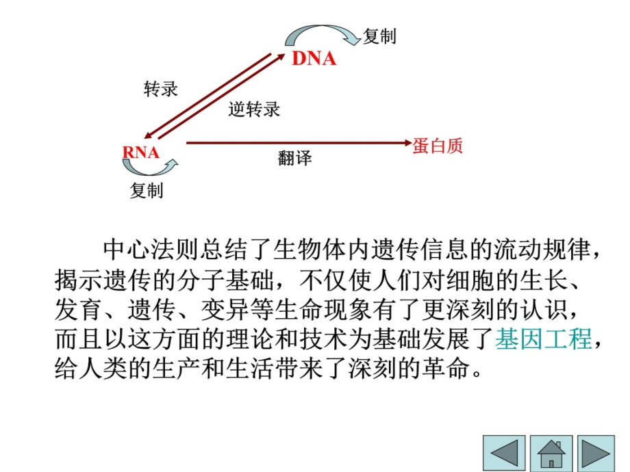 生物化学核酸的合成备课讲稿_第4页