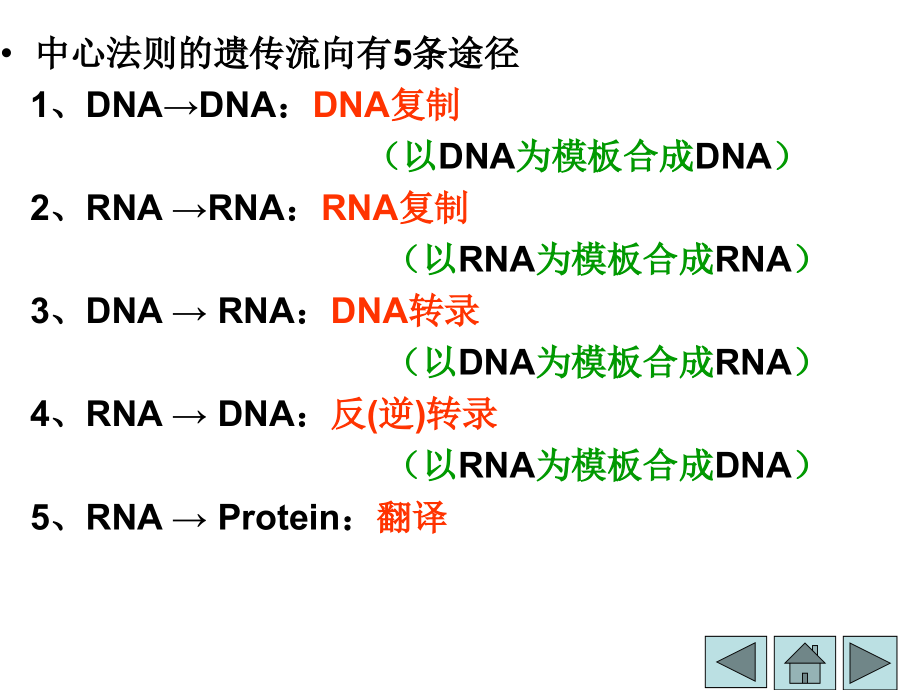 生物化学核酸的合成备课讲稿_第5页