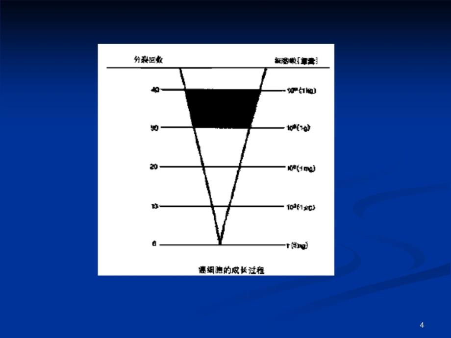 第十七节抗肿瘤药1讲解学习_第4页