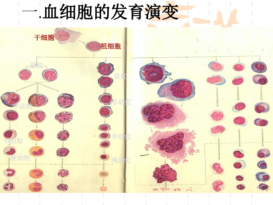 血细胞发育过程中的形态演变规律-26讲义资料_第3页