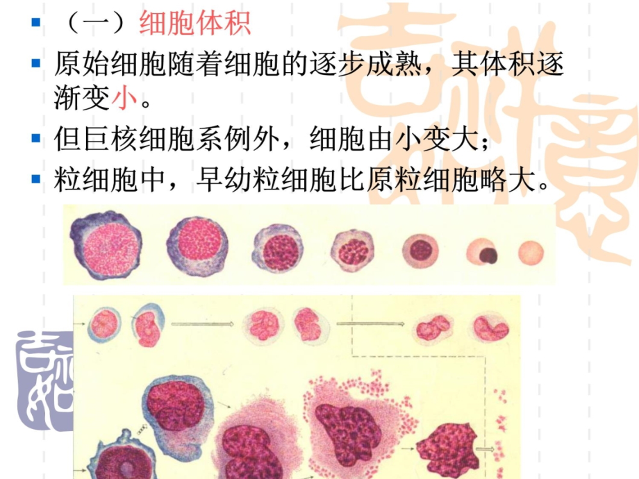 血细胞发育过程中的形态演变规律-26讲义资料_第4页