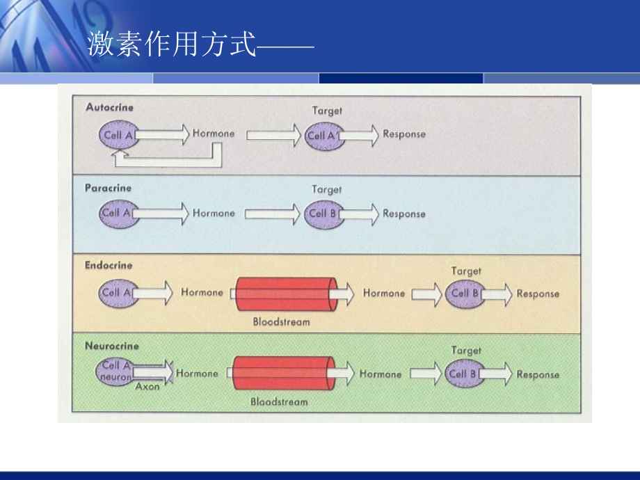 内分泌-远程用-wll教学幻灯片_第5页