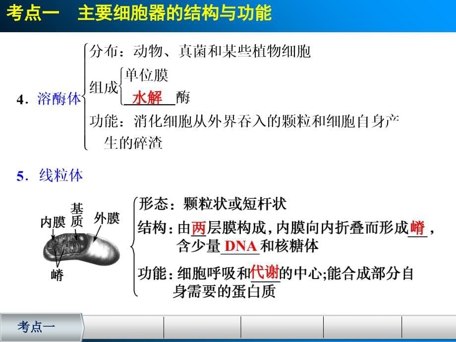 浙科版一轮复习细胞质讲解材料_第5页