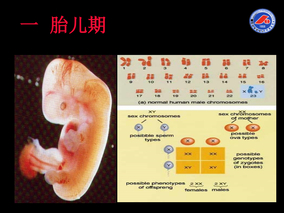 内蒙古医学院附属医院妇产科 (2)讲义教材_第3页