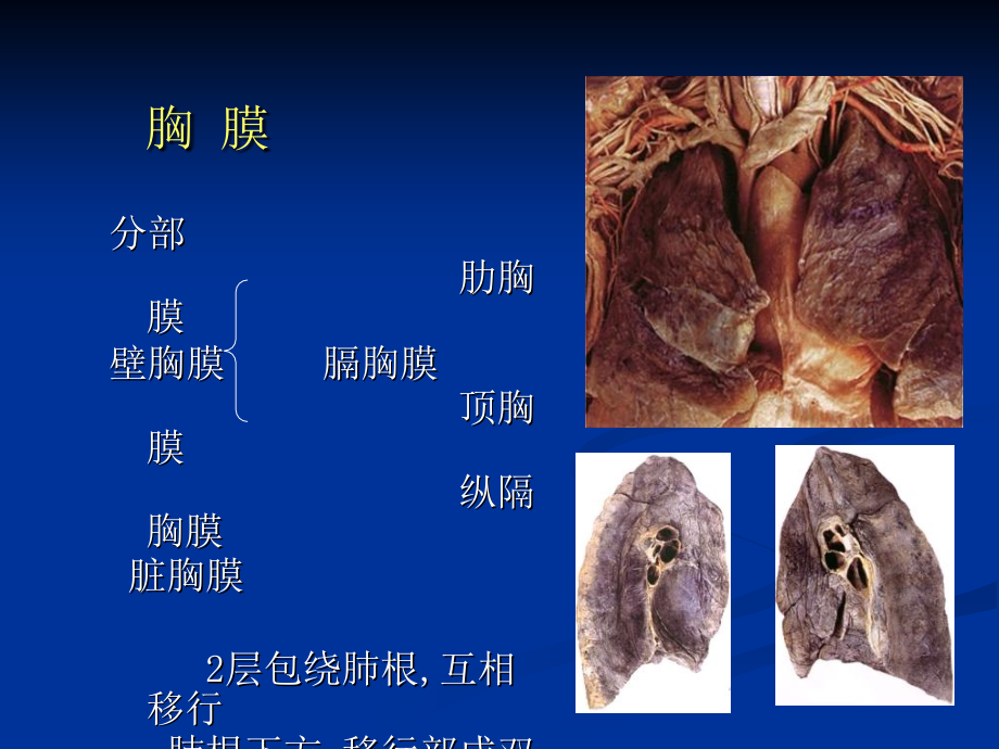 胸腔16讲课资料_第2页