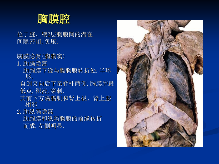 胸腔16讲课资料_第3页